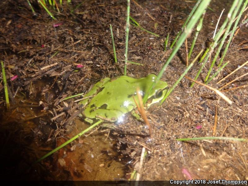 Arizona Treefrog (Hyla wrightorum)