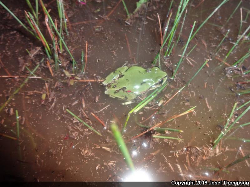 Arizona Treefrog (Hyla wrightorum)