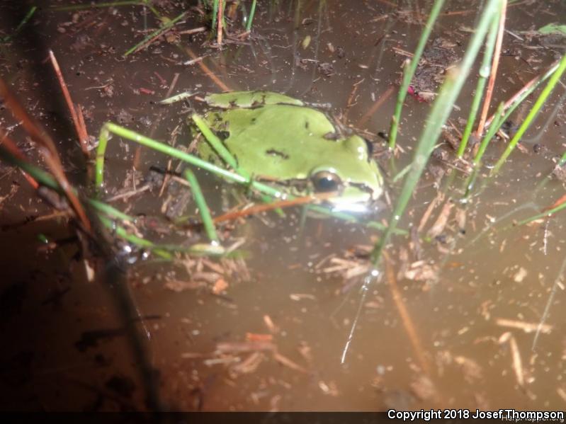 Arizona Treefrog (Hyla wrightorum)