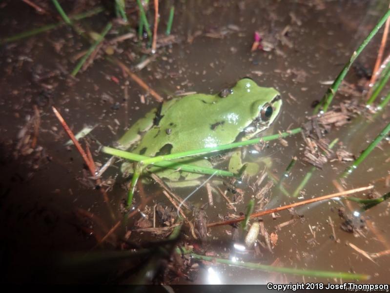 Arizona Treefrog (Hyla wrightorum)