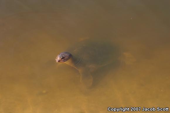 Florida Softshell (Apalone ferox)