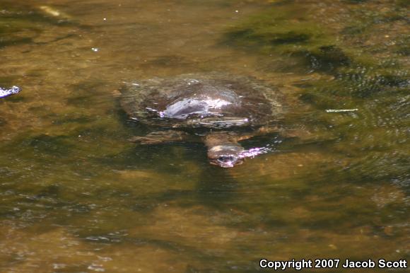 Florida Softshell (Apalone ferox)