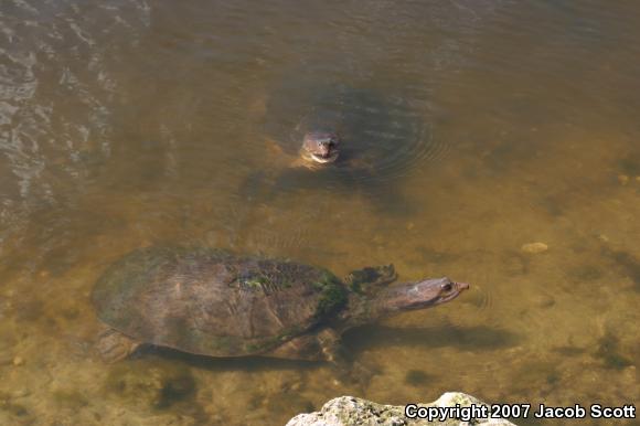 Florida Softshell (Apalone ferox)