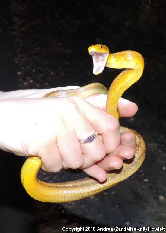 Yellow Ratsnake (Pantherophis obsoletus quadrivittatus)