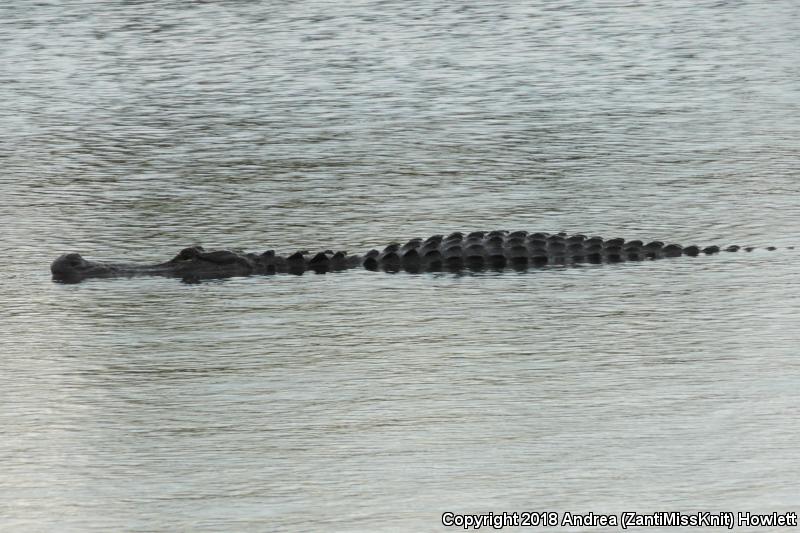 American Alligator (Alligator mississippiensis)