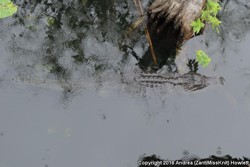 American Alligator (Alligator mississippiensis)