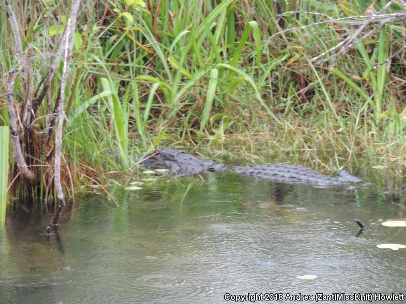 American Alligator (Alligator mississippiensis)