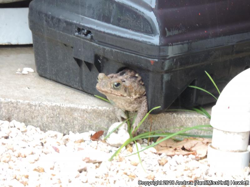 Cane Toad (Rhinella marina)