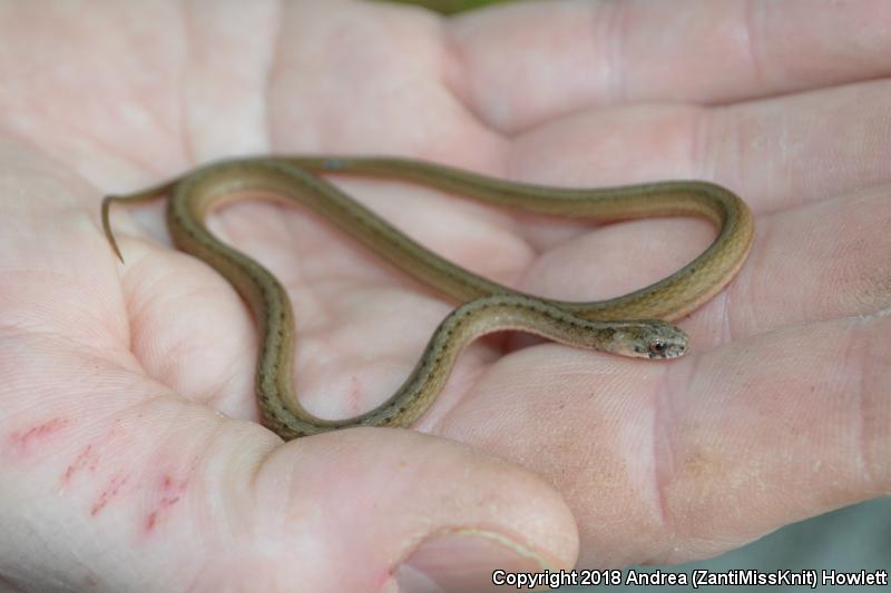 Florida Brownsnake (Storeria victa)