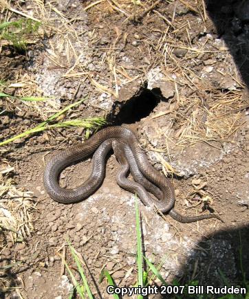 Prairie Kingsnake (Lampropeltis calligaster calligaster)