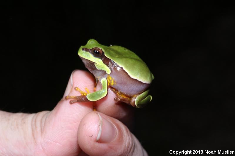 Pine Barrens Treefrog (Hyla andersonii)