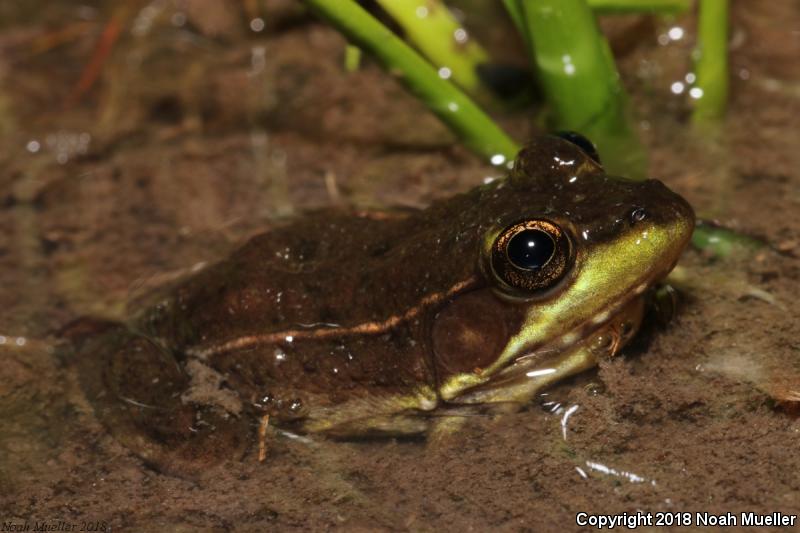 Florida Bog Frog (Lithobates okaloosae)