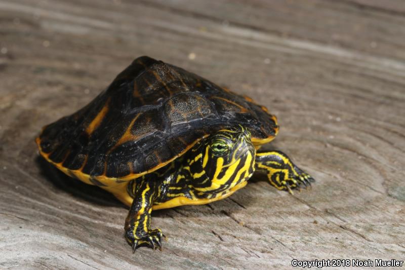 River Cooter (Pseudemys concinna)