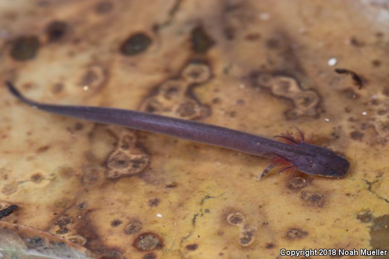 Lesser Siren (Siren intermedia)