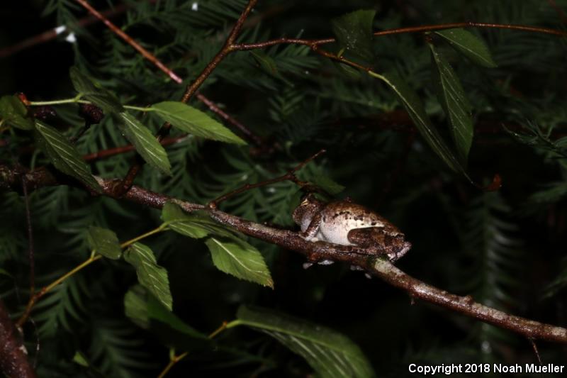 Bird-voiced Treefrog (Hyla avivoca)