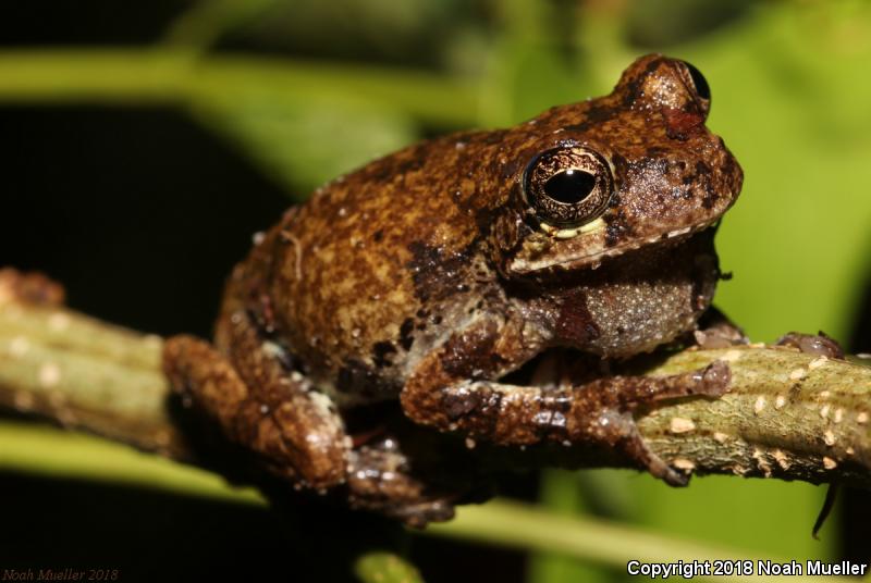 Bird-voiced Treefrog (Hyla avivoca)