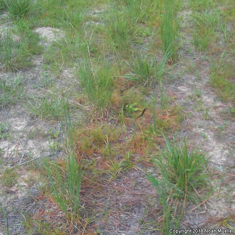 Eastern Coachwhip (Coluber flagellum flagellum)