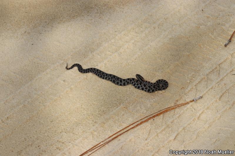 Dusky Pigmy Rattlesnake (Sistrurus miliarius barbouri)
