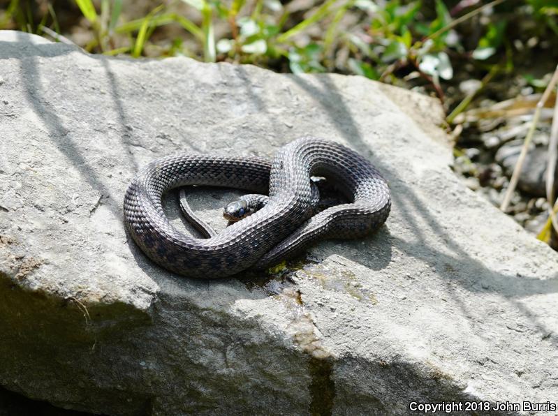 Kirtland's Snake (Clonophis kirtlandii)