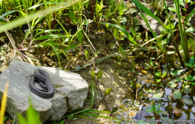 Kirtland's Snake (Clonophis kirtlandii)