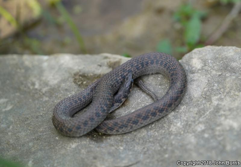 Kirtland's Snake (Clonophis kirtlandii)