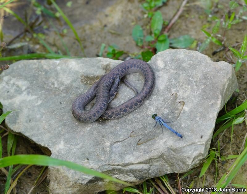 Kirtland's Snake (Clonophis kirtlandii)