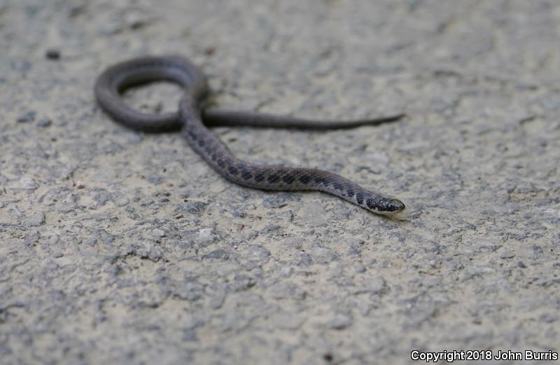Kirtland's Snake (Clonophis kirtlandii)