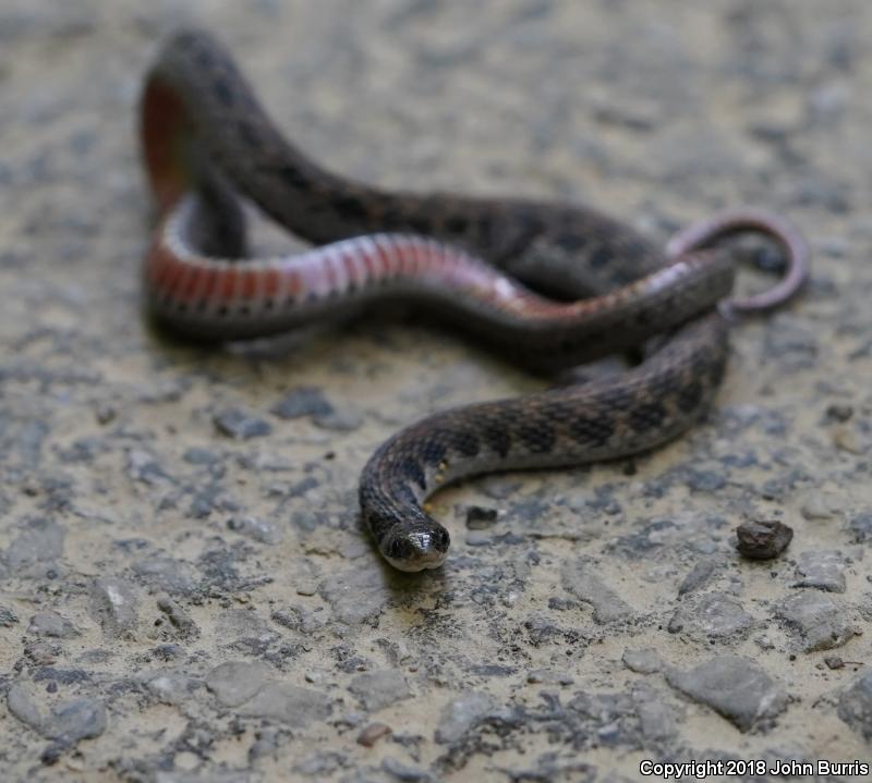 Kirtland's Snake (Clonophis kirtlandii)