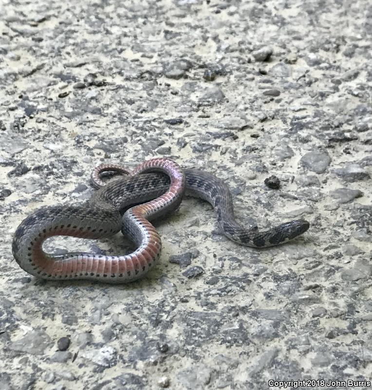 Kirtland's Snake (Clonophis kirtlandii)