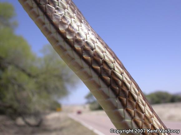 Striped Whipsnake (Coluber taeniatus)