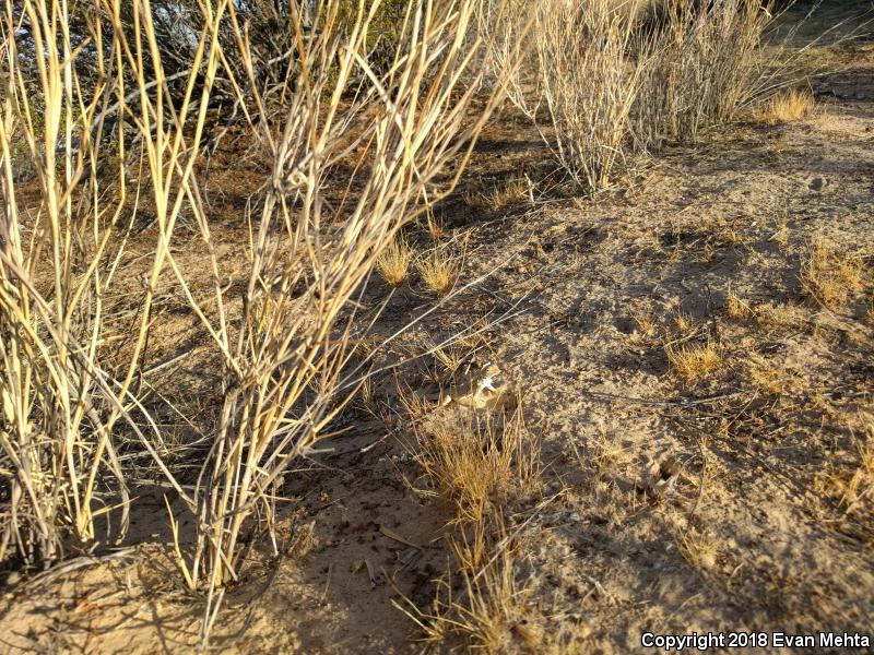 Mojave Fringe-toed Lizard (Uma scoparia)