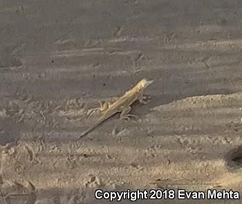 Mojave Fringe-toed Lizard (Uma scoparia)