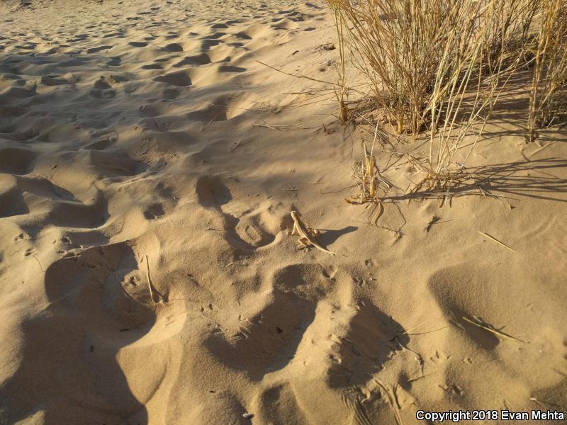 Mojave Fringe-toed Lizard (Uma scoparia)