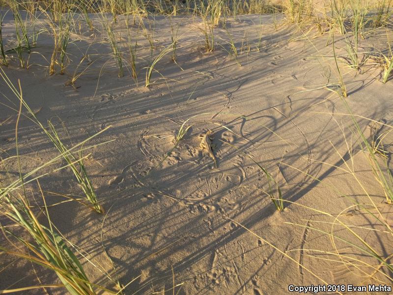 Mojave Fringe-toed Lizard (Uma scoparia)