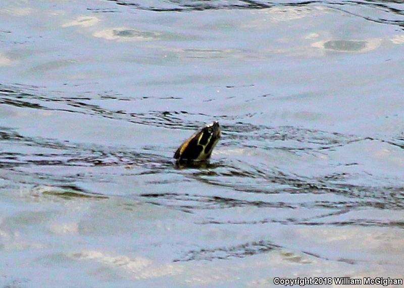 Eastern River Cooter (Pseudemys concinna concinna)