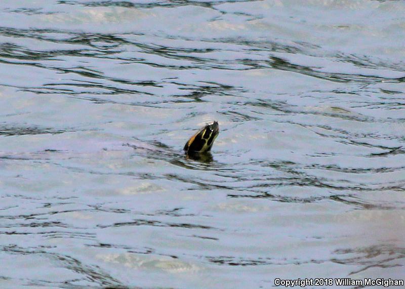 Eastern River Cooter (Pseudemys concinna concinna)