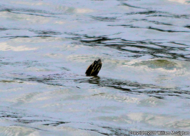 Eastern River Cooter (Pseudemys concinna concinna)