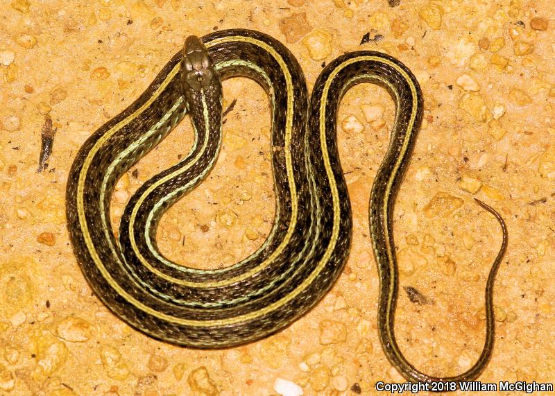 Blue-striped Gartersnake (Thamnophis sirtalis similis)