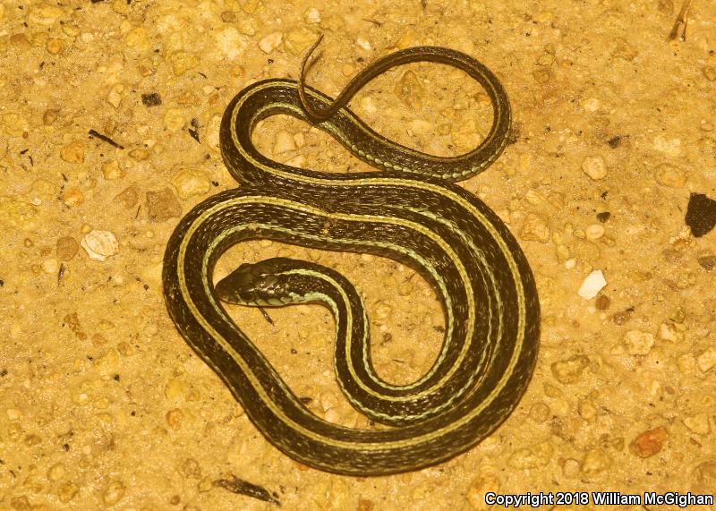 Blue-striped Gartersnake (Thamnophis sirtalis similis)