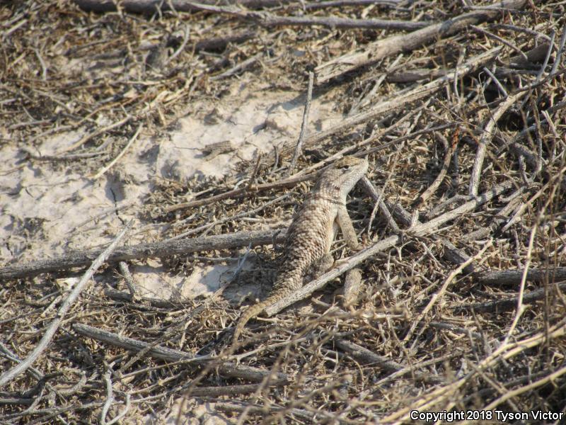 Orange-headed Spiny Lizard (Sceloporus magister cephaloflavus)