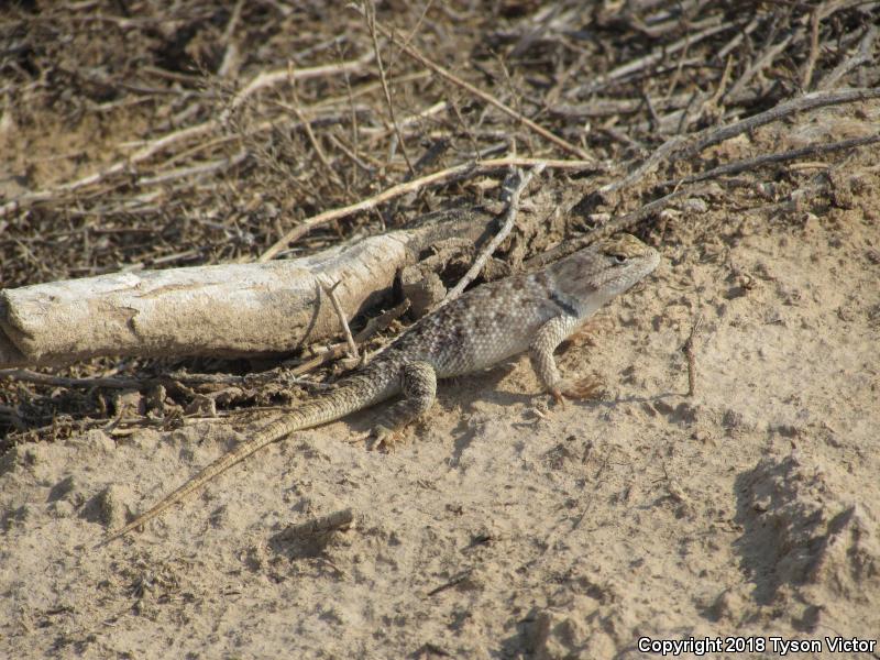 Orange-headed Spiny Lizard (Sceloporus magister cephaloflavus)