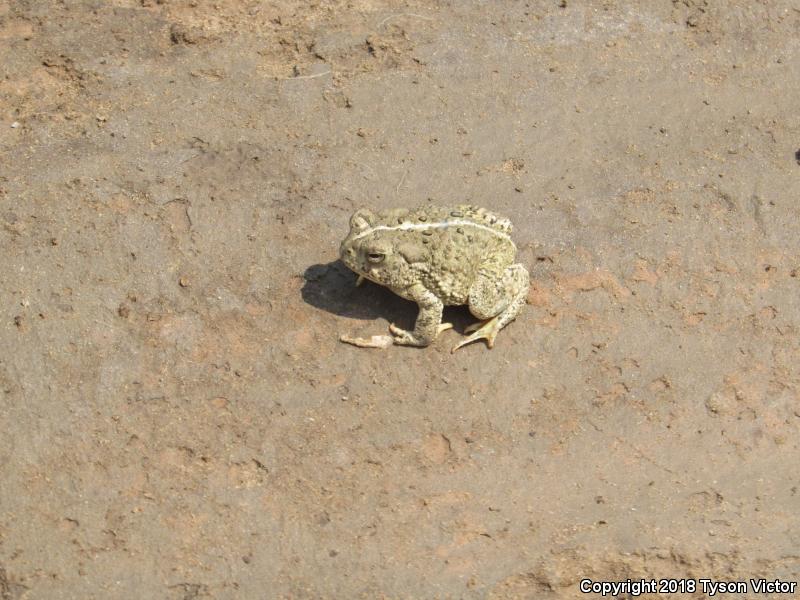 Woodhouse's Toad (Anaxyrus woodhousii woodhousii)
