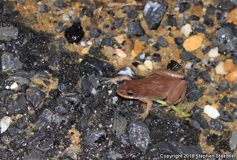 New Jersey Chorus Frog (Pseudacris kalmi)