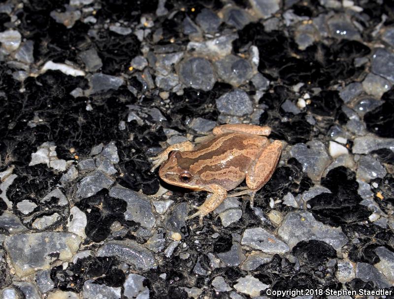 New Jersey Chorus Frog (Pseudacris kalmi)