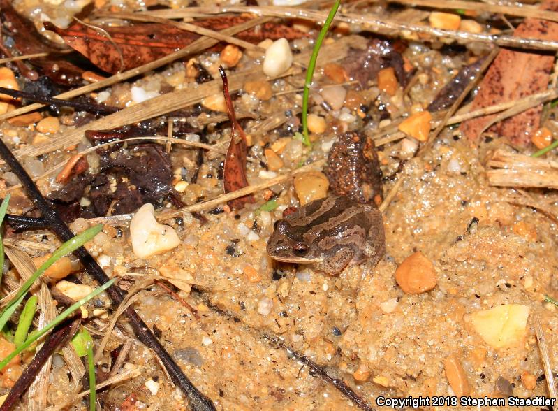 New Jersey Chorus Frog (Pseudacris kalmi)