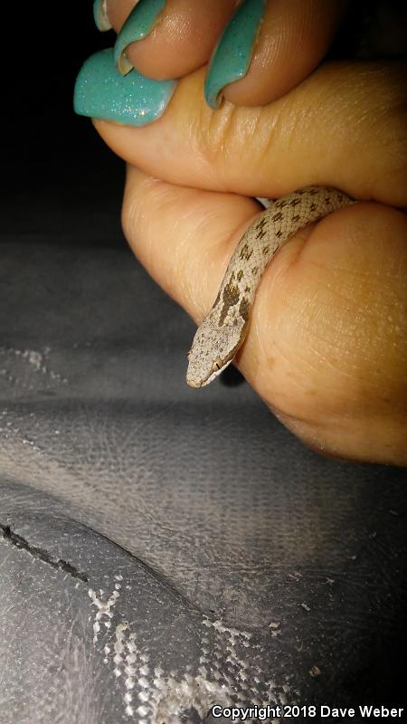 Sonoran Nightsnake (Hypsiglena chlorophaea chlorophaea)