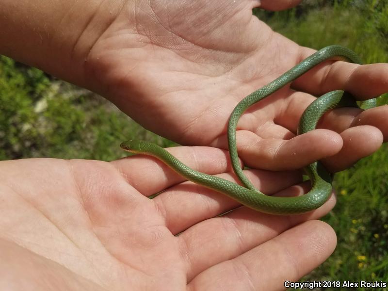 Eastern Smooth Greensnake (Opheodrys vernalis vernalis)