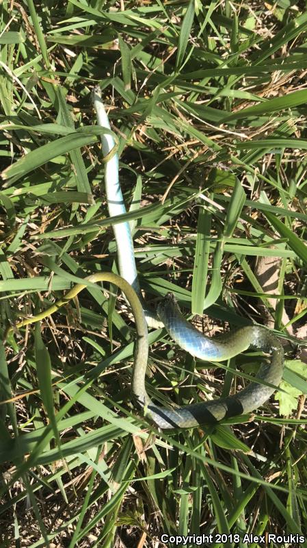 Eastern Smooth Greensnake (Opheodrys vernalis vernalis)