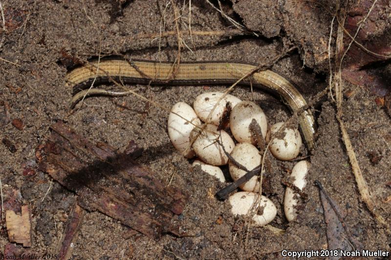 Eastern Glass Lizard (Ophisaurus ventralis)