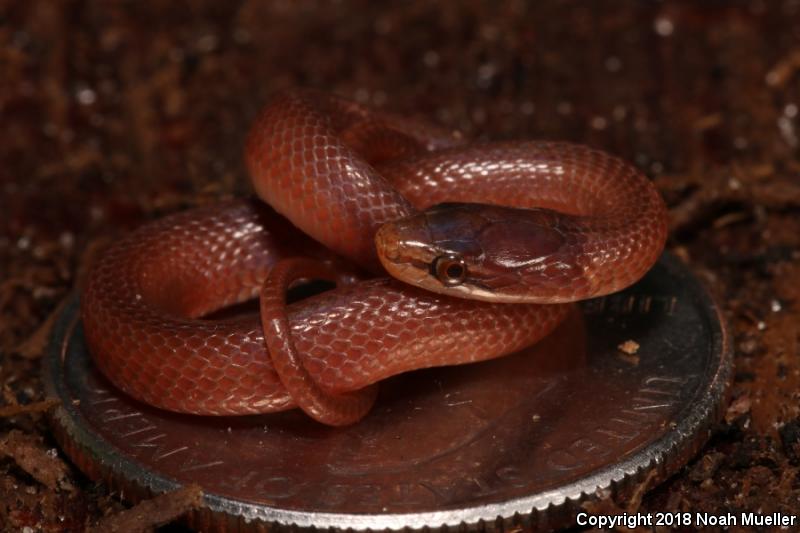 Pine Woods Littersnake (Rhadinaea flavilata)